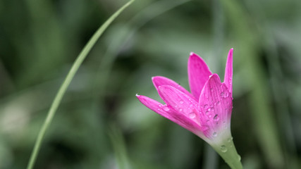 Pink Daffodil with Grey Background