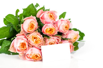 Roses isolated on white background