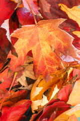 Obraz premium Autumn Liquidambar Leaves