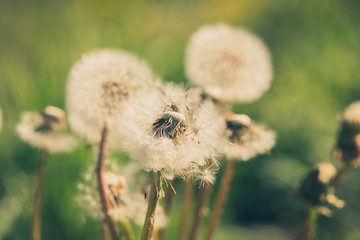 wiosenne dmuchawce © R_Szatkowski