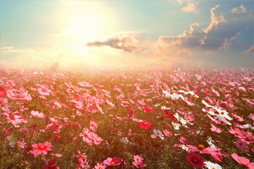 Landscape nature background of beautiful pink and red cosmos flower field with sunshine. vintage...