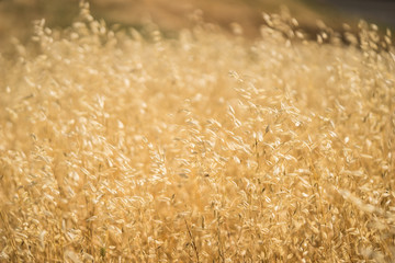 Line of Yellow Golden Grass