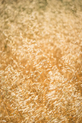 Grasses in Golden Field
