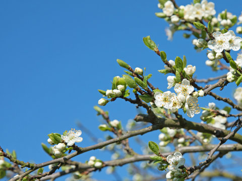 Blühender Pflaumenbaum, Eierpflaume