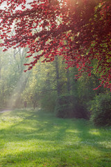 Fototapeta premium Glade in park lit by sun rays through the trees