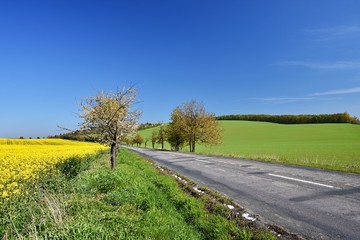 Fototapeta na wymiar Asphalt road near a field with beautiful rapeseed flowers (Brassica napus) (Brassica napus)