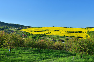 Naklejka premium Colorful spring Landscape with Rape in Czech Republic
