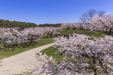 Obraz premium 五稜郭公園の満開の桜