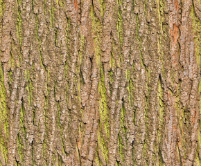 Bark seamless background