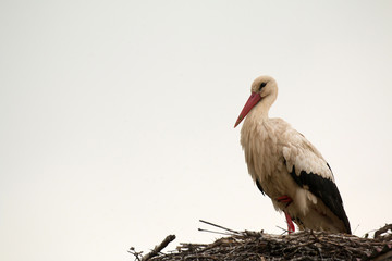 Elegant stork with its nest