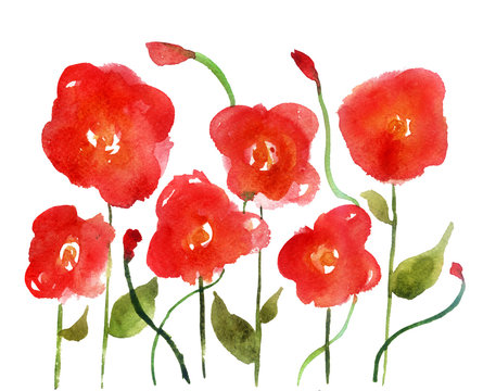 watercolor sketch: poppy on a white background