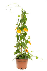 Schwarzäugige Susanne (Thunbergia alata)