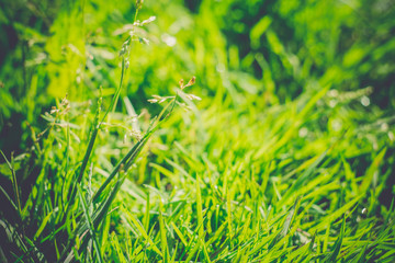 Morning Grass Macro Retro