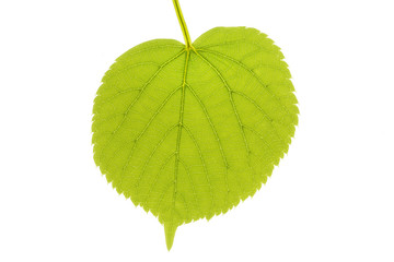 Blatt einer Linde im Frühjahr, freigestellt