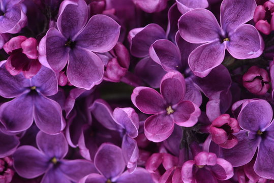 Fototapeta Lilac flowers closeup