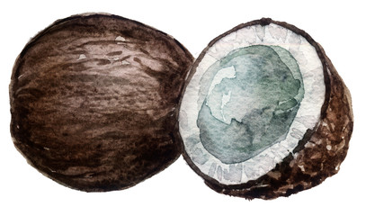 Hand drawn watercolor painting of fruit coconut on white background