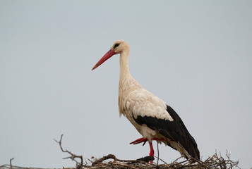 Elegant stork with its nest