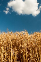 Golden wheat field with blue sky and white clouds in background. Vertical photo