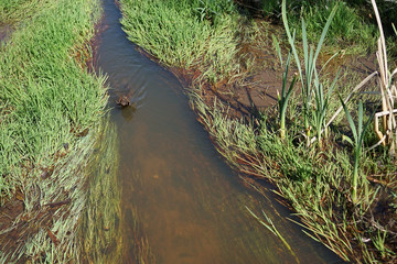 Creek