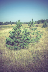 Morning in the Pine Forest Filtered