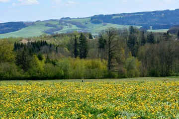 Obraz premium Hügellandschaft im Allgäu