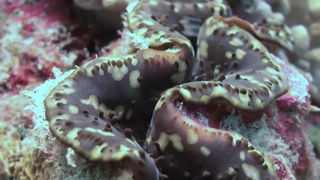 Underwater marine life bivalve mollusk maxima clam Tridacna maxima, Pacific ocean, French polynesia, Close-up. Maldives.
