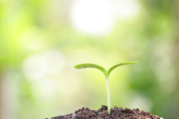 Growing plant