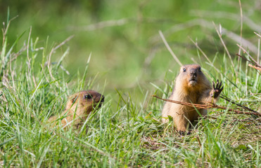 Two young Marmots