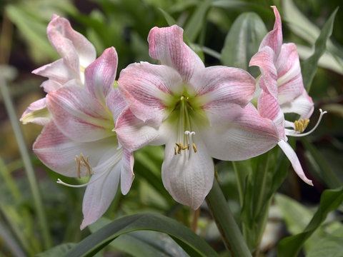 Closeup white and pink lilium flowers