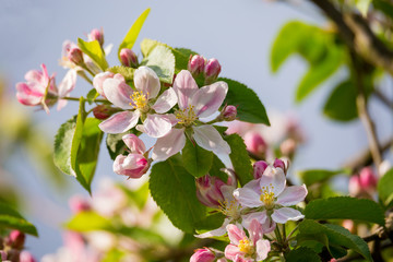 Blooming apple in spring