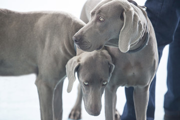 two young Weimaraner dogs