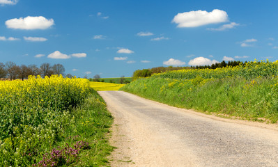 Beautiful summer rural landscape