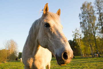 Obraz premium einzelnes Pferd im Sommer auf der Koppel/ Weide