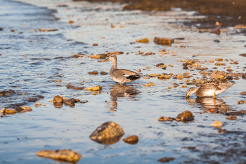 ducks at  Baltic sea