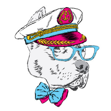 Pitbull in the captain's cap. Funny dog. Vector illustration.