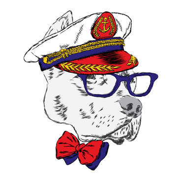 Pitbull in the captain's cap. Funny dog. Vector illustration.