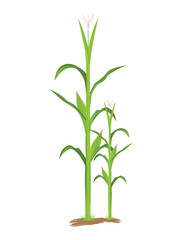 Fototapeta na wymiar corn plant vector design
