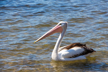 Australian pelican (Pelecanus conspicillatus) 