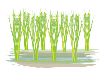 rice plant vector design