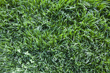 Obraz premium texture of the lawn grass, top view