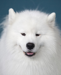 Smiling Sammy dog isolated over blue background