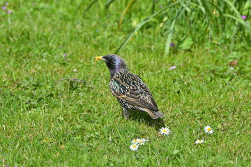 étourneau mangeant un insecte