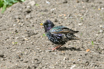 étourneau mangeant un insecte