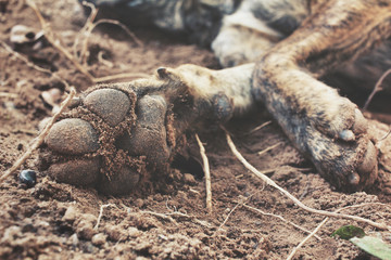 Dog foot