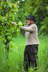 Old farmer in his orchard