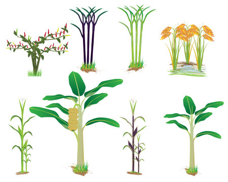 agriculture plant vector design