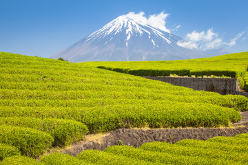 Fototapeta na wymiar Tea farm and Mount Fuji in spring at Shizuoka prefecture