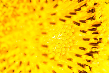 sunflower pollen