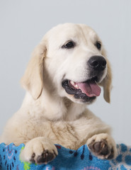 Golden Retriever dog portrait