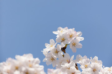 サクラ　ソメイヨシノ